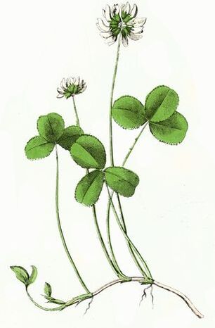 конюшина